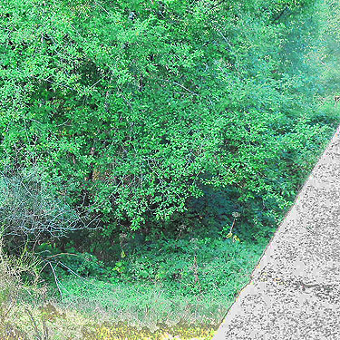 river bed, no water visible, North River S of Artic, Washington