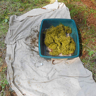 moss in sifter, S side North River south of Artic, Washington