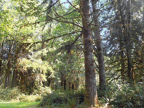 sitka spruce tree, S side North River south of Artic, Washington
