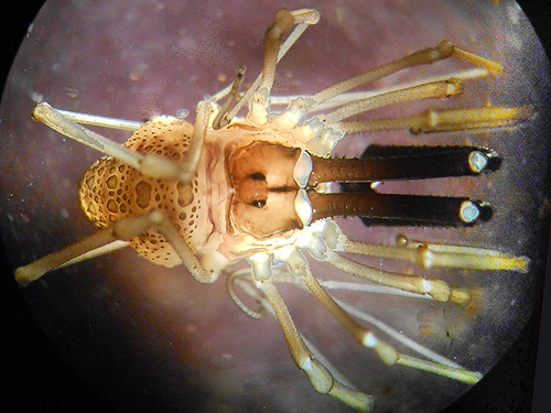 harvestman Taracus pallipes from litter, S side North River south of Artic, Washington