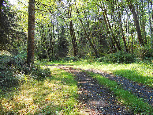 dirt road through riarian woods S side North River south of Artic, Washington