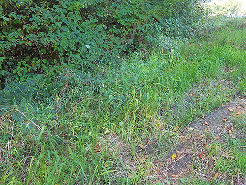 grassy roadside verge, S side North River south of Artic, Washington