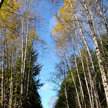 blue sky in forest SW of Ashford, Pierce County, Washington