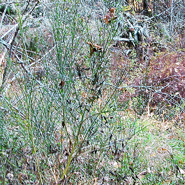 Scots broom Cytisus scoparius, forest SW of Ashford, Pierce County, Washington