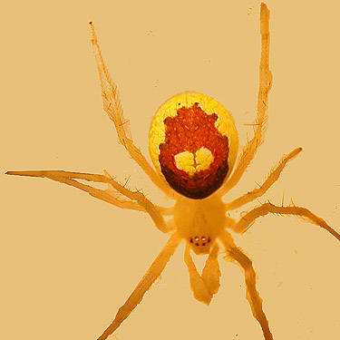 cobweb spider Theridion californicum from forest SW of Ashford, Pierce County, Washington