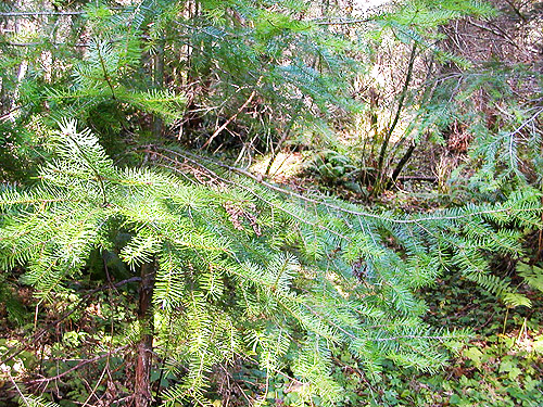 Douglas-fir in forest, forest SW of Ashford, Pierce County, Washington
