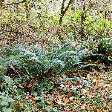 fern-dominated understory, forest SW of Ashford, Pierce County, Washington