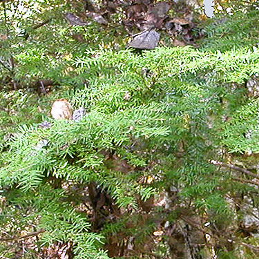 western hemlock foliage, forest SW of Ashford, Pierce County, Washington
