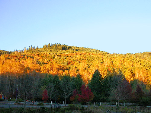 fall color in hills from Ashford County Park, Ashford, Pierce County, Washington