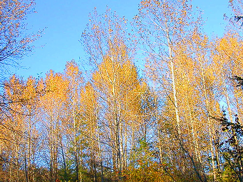 line of fall-colored cottonwood trees, forest SW of Ashford, Pierce County, Washington