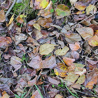 cottonwood-alder leaf litter, forest SW of Ashford, Pierce County, Washington