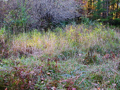 edge of meadow, forest SW of Ashford, Pierce County, Washington