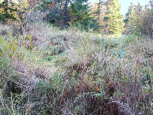 main part of meadow, forest SW of Ashford, Pierce County, Washington