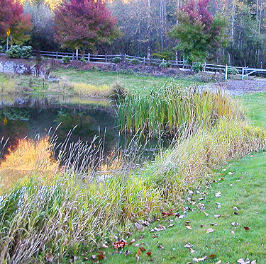 stormwater pond with marsh vegetation fringe, Ashford County Park, Ashford, Pierce County, Washington