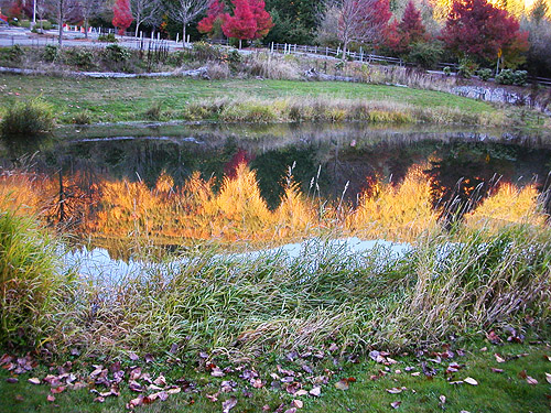 fall color reflection in pond, Ashford County Park, Ashford, Pierce County, Washington
