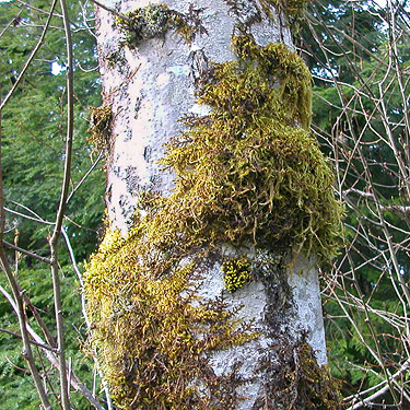 moss on alder by Proctor Creek, near Cavanaugh Lake, S-central Snohomish County, Washington