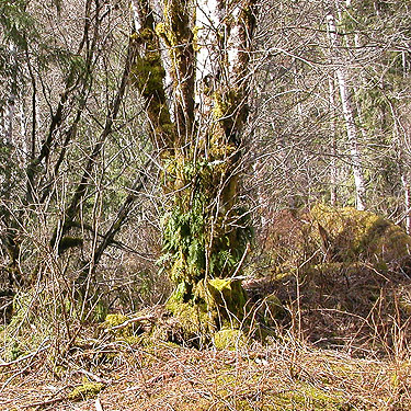 trunk of big alder, Cavanaugh Lake, S central Snohomish County, Washington