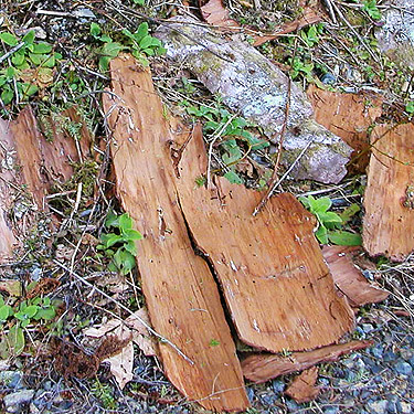 fallen hemlock bark, Cavanaugh Lake, S-central Snohomish County, Washington