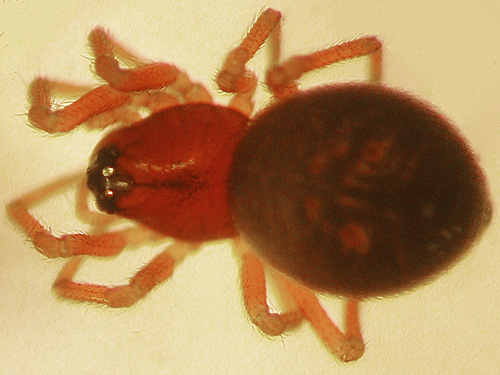 Undetermined Ceraticelus spider, Cavanaugh Lake, S central Snohomish County, Washington