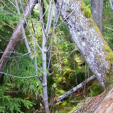 within a mature stand of Tsuga heterophylla, Cavanaugh Lake, S-central Snohomish County, Washington