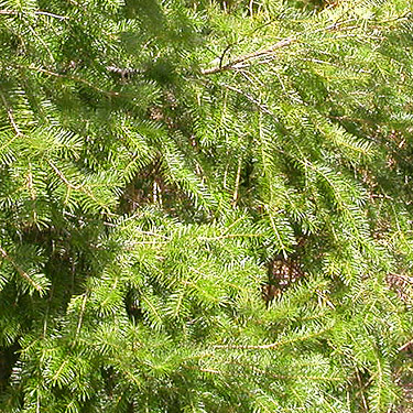 Douglas-fir foliage, Cavanaugh Lake, S central Snohomish County, Washington