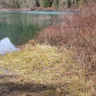 lakeshore grass, Cavanaugh Lake, S central Snohomish County, Washington