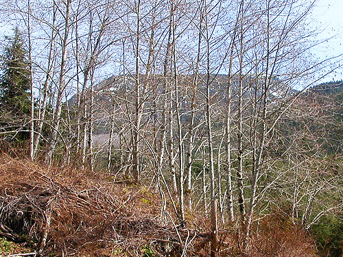 alder grove at quarry, Cavanaugh Lake, S-central Snohomish County, Washington