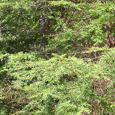 western hemlock foliage Tsuga heterophylla, Cavanaugh Lake, S central Snohomish County, Washington
