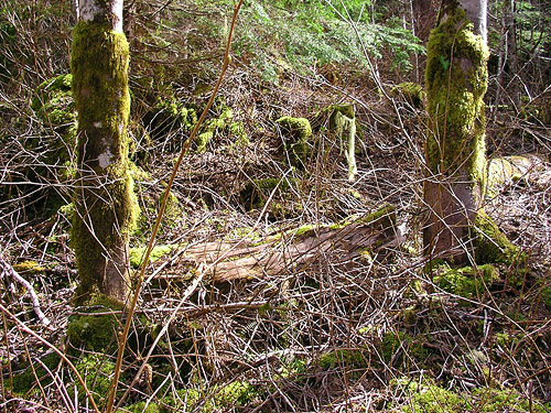 mossy alder trunks, Cavanaugh Lake, S central Snohomish County, Washington