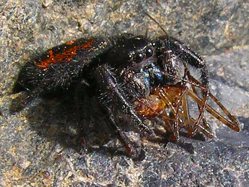 juvenile Phidippus jumping spider with male Metellina curtisi prey in quarry, Cavanaugh Lake, S-central Snohomish County, Washington