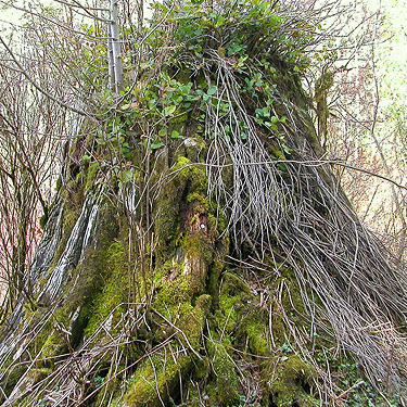 stump of erstwhile cedar tree, Cavanaugh Lake, S central Snohomish County, Washington