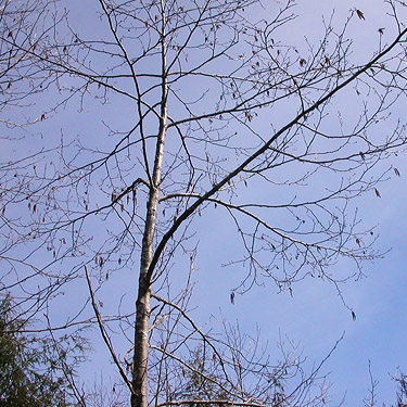 winter-form alder, Cavanaugh Lake, S central Snohomish County, Washington