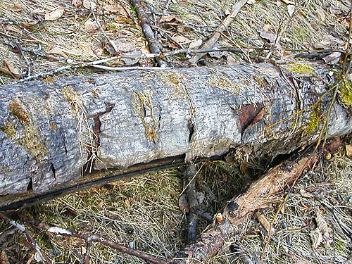 bark peeling from log, Bacon Creek, Whatcom County, Washington