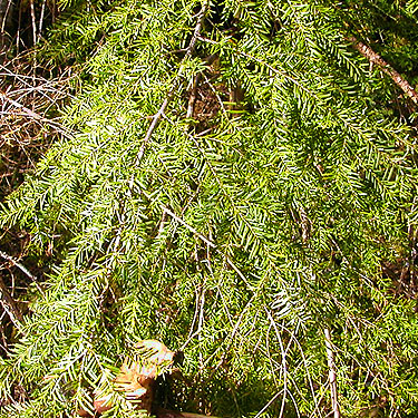 western hemlock foliage, Bacon Creek, Whatcom County, Washington