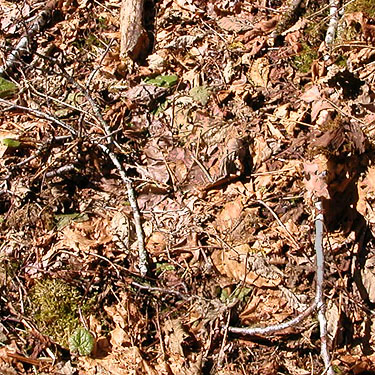 mixed leaf litter on riparian forest floor, Bacon Creek, Whatcom County, Washington
