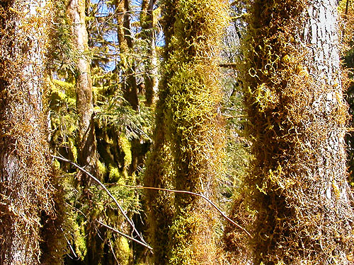 moss on trees, Bacon Creek, Whatcom County, Washington