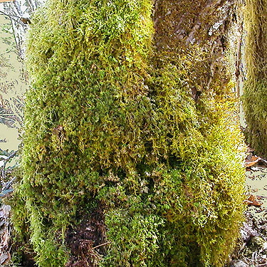 moss on tree trunk, Bacon Creek, Whatcom County, Washington