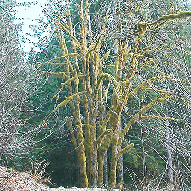 mossy maple tree along Bacon Creek Road, Whatcom County, Washington
