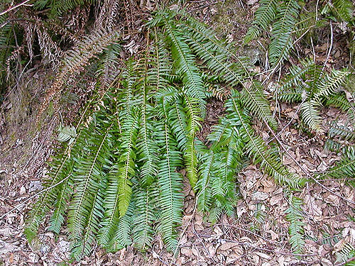 winterized sword ferns, Bacon Creek, Whatcom County, Washington