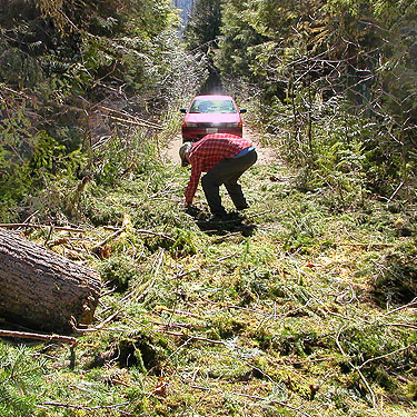 Jerry Austin sawing a windfall branch, Bacon Creek Road, Whatcom County, Washington