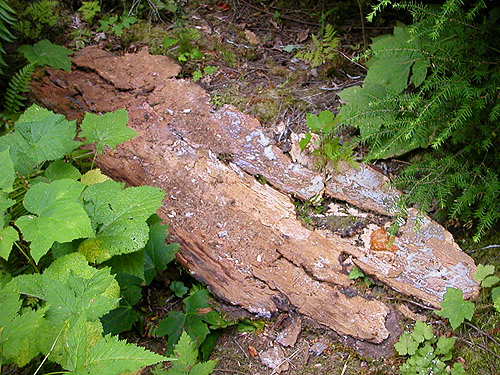 fallen bark slabs, Baker River Trail at suspension bridge, Whatcom County, Washington