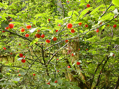 red huckleberries, Vaccinium parvifolium, Baker River Trail at suspension bridge, Whatcom County, Washington