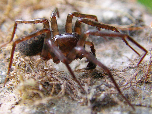 male Cybaeus eutypus spider under rock, Baker River Trail at suspension bridge, Whatcom County, Washington