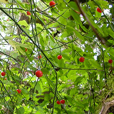 red huckleberries Vaccinium parvifolium, Baker River Trail at suspension bridge, Whatcom County, Washington