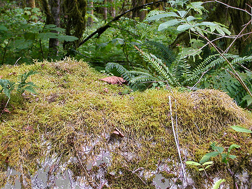 moss on boulder, Baker River Trail at suspension bridge, Whatcom County, Washington
