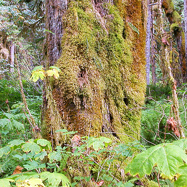 moss on tree trunk, Baker River Trail at suspension bridge, Whatcom County, Washington