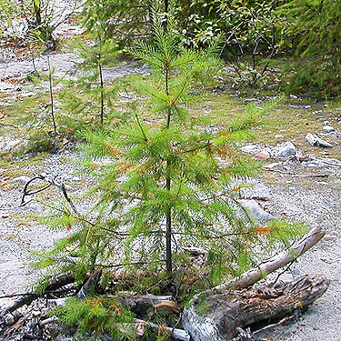 young Douglas-fir with sun-singed needles
