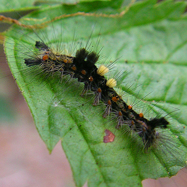 tussock moth caterpillar, Baker River Trail at suspension bridge, Whatcom County, Washington