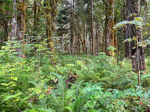 forest understory, Baker River Trail at suspension bridge, Whatcom County, Washington
