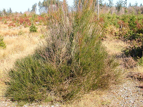 Scots broom Cytisus scoparius in clearcut, Ballow Road, Hartstene Island, Washington